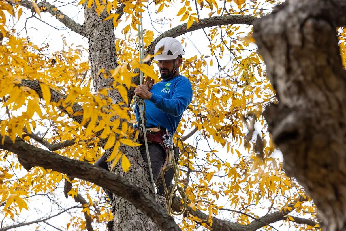 Skilled Storm Damage Cleanup crew working in New Liberty